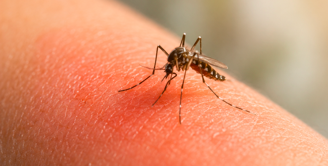 Piqûre de moustique : comment la soulager rapidement ?