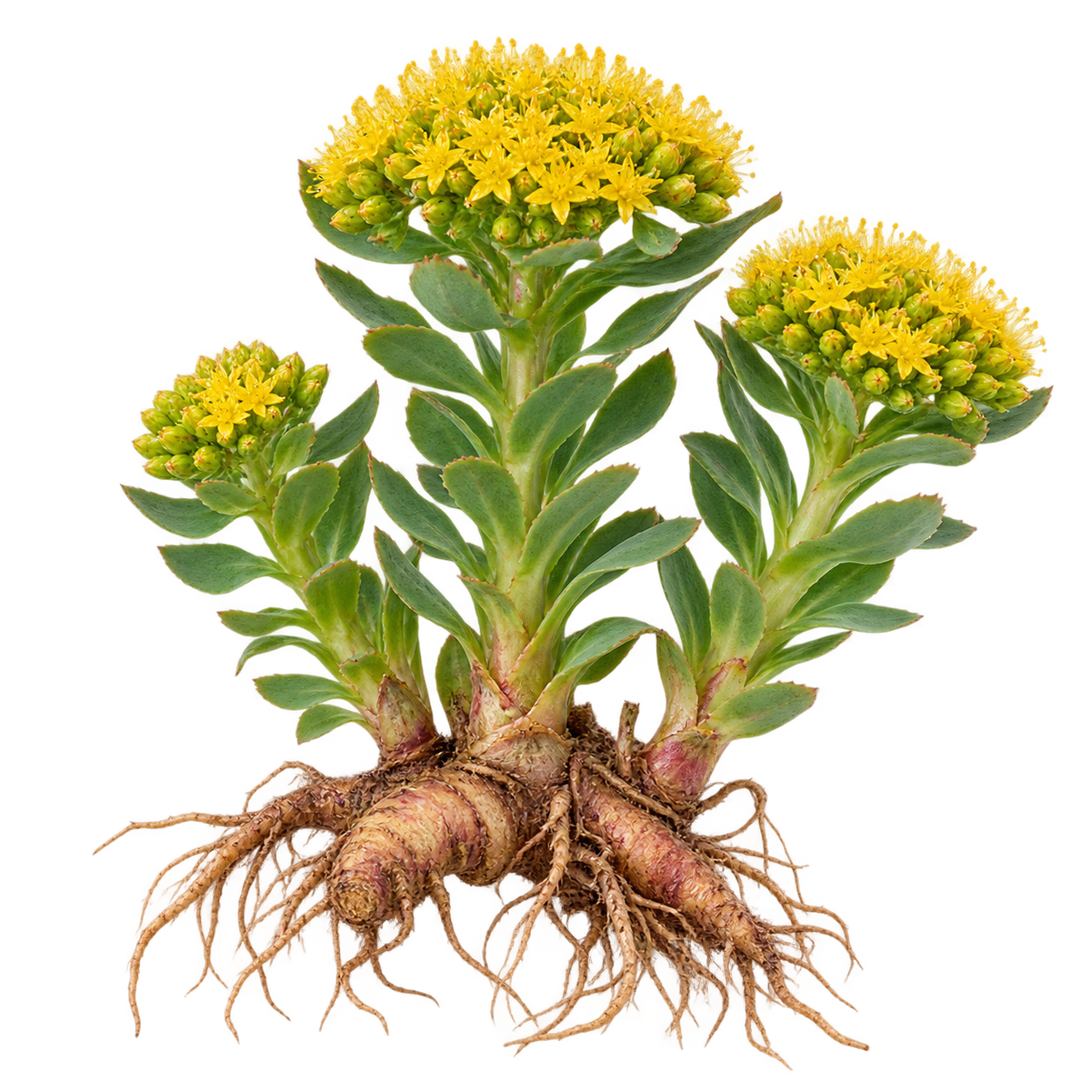 Rhodiola